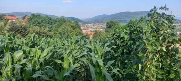 PORODIČNE BAŠTE DUBRAVICA